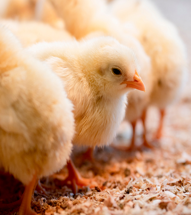 <a href="/collections/hayvan-sagligi" title="Hayvan Sağlığı">Hayvan Sağlığı</a>